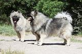 SPITZ LOUP 008